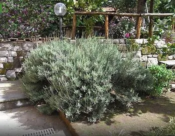 Casale Nunziatina Daire *